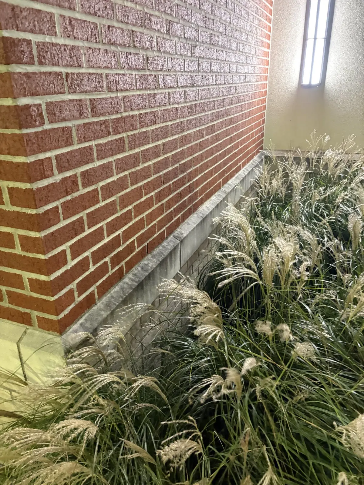 Red brick wall above a planting bed of ornamental grasses